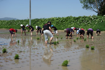 田植え体験