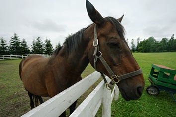 ソメスサドルで馬とのふれあい