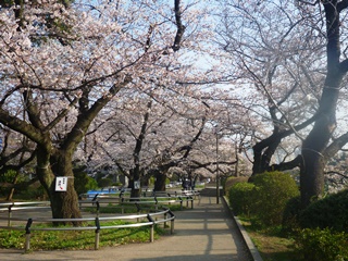 千鳥ヶ淵公園の桜