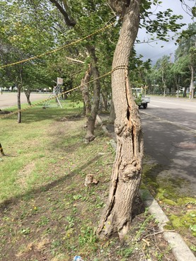 砂川中学校敷地内