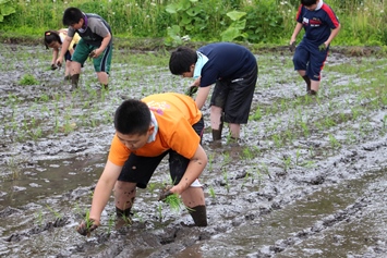 田植え体験