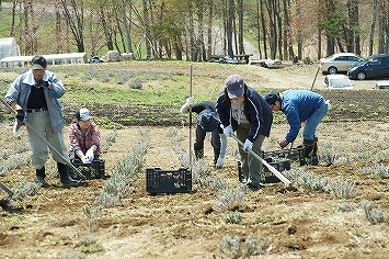 ラベンダー　植え替え