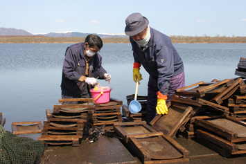 わかさぎ放流