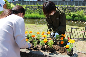 パンケ植栽