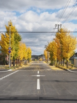 木々がお迎えする道